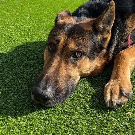 Il cane di casa, un pastore tedesco, sdraiato sul prato.